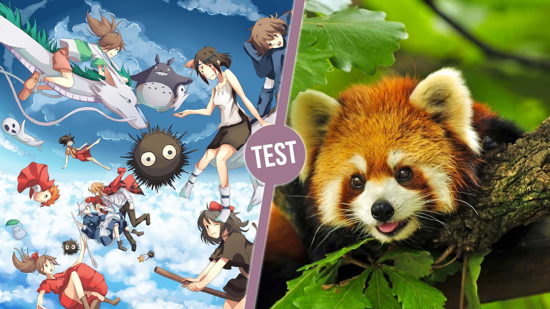 Tes préférences des animaux te diront quel personnage du Studio Ghibli sommeille en toi