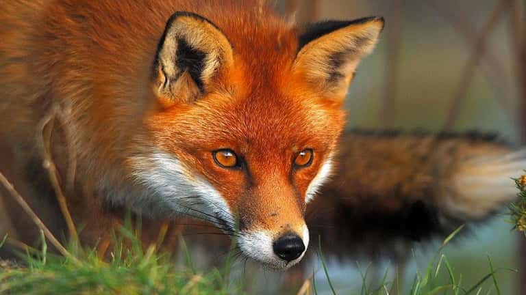 Choisis ton animal préféré :